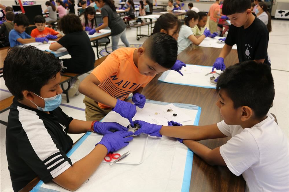  Students dissecting a cow's eye